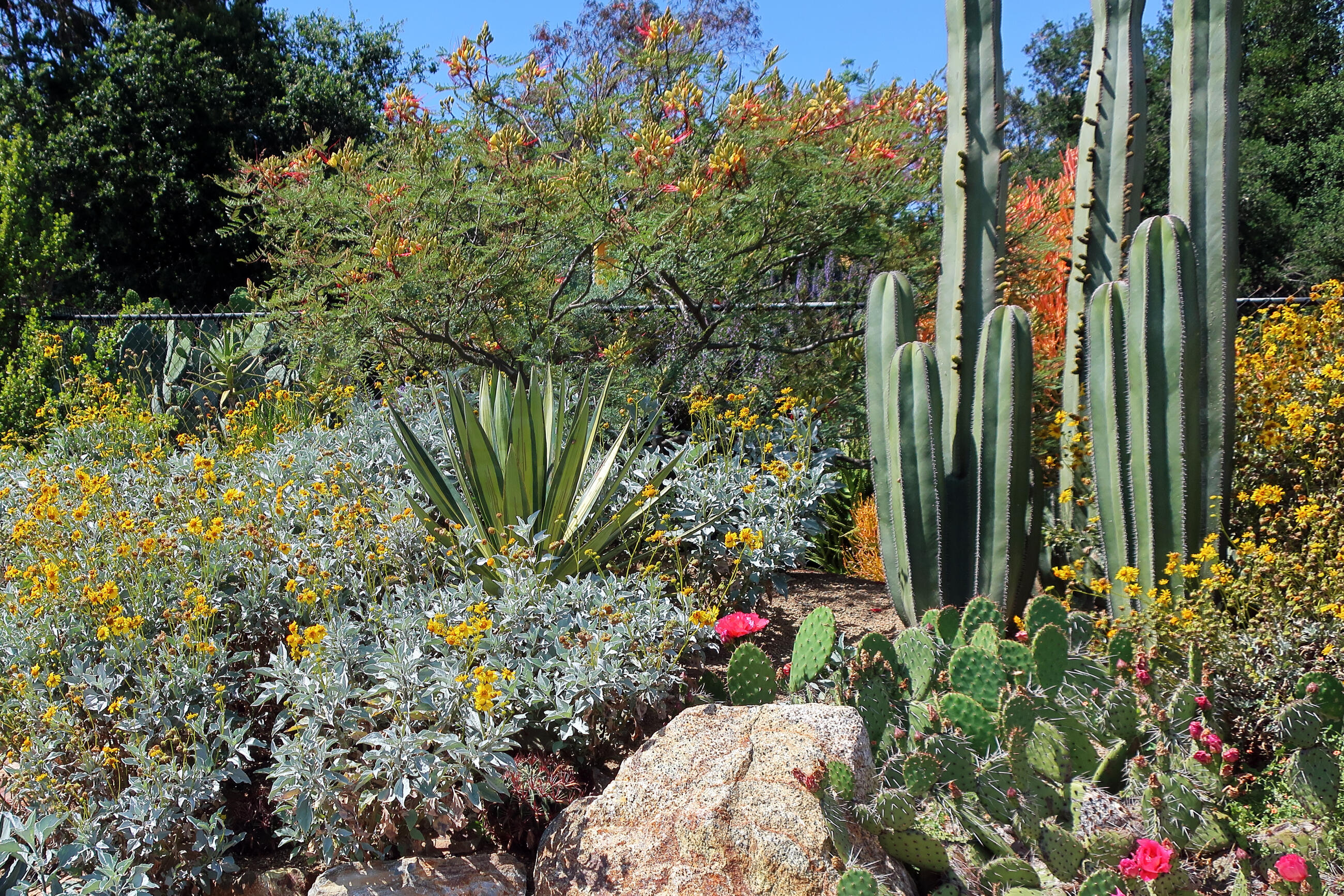 Piloting a California Plant Nursery through COVID Drought and